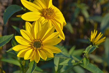 big yellow flower with green leaves macro