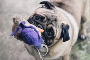 Baby pug. Dog pug. Close up face of a very Cute pug