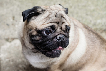 Baby pug. Dog pug. Close up face of a very Cute pug