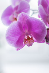 Fototapeta na wymiar beautiful pink Orchid