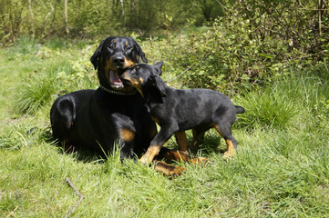 Hunde Beauceron