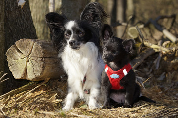 Hunde Papillon und Chihuahua