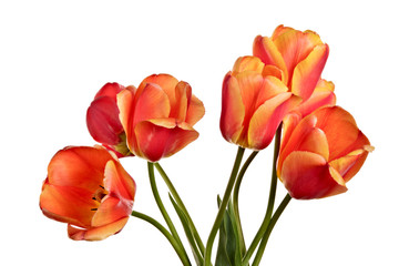 Tulips, flowers isolated on a white background