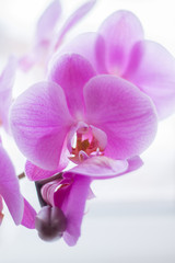 Obraz na płótnie Canvas beautiful pink Orchid