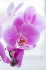 Naklejka na ściany i meble beautiful pink Orchid