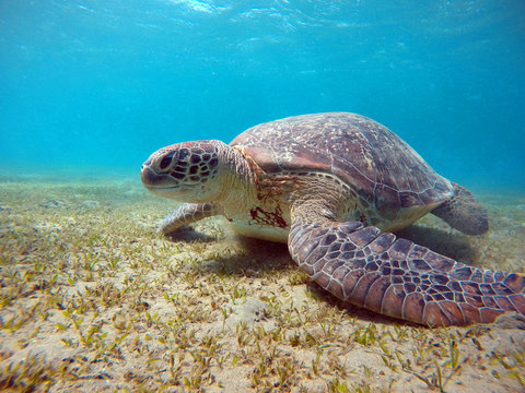 Underwater scenery with sea turtle in blue water