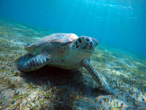 Underwater scenery with sea turtle in blue water