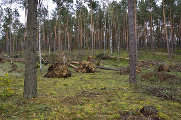 Im Wald nach einem Sturm