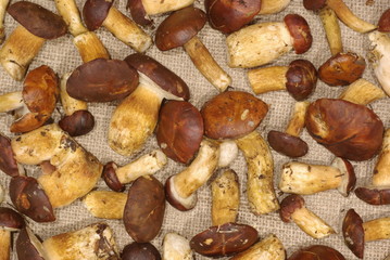background of fresh mushrooms