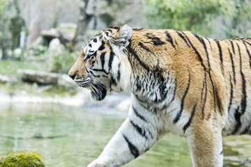 Fototapeta na wymiar the Siberian tiger 