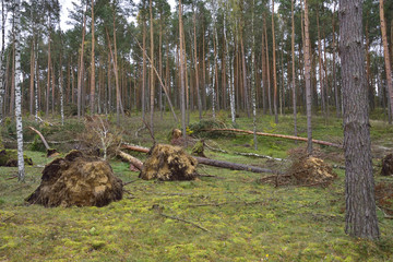 Im Wald nach einem Sturm