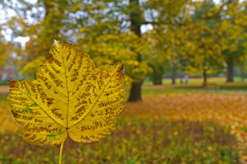 gold colored leaf and park in autumn