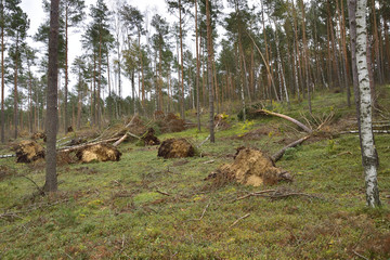 Im Wald nach einem Sturm
