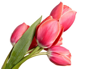 Tulips, flowers isolated on a white background