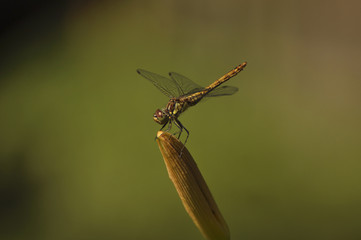 Dragonfly sits on flower. Insects, macro, nature, animals, beauty, wings, look, fauna, flora  