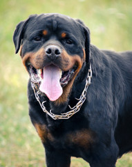 portrait of the big rottweiler dog