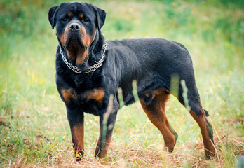 portrait of the big rottweiler dog