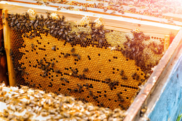 Bees in the hive on the honeycombs. Cell with bee .