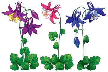 Vector set with outline ornate Aquilegia or Columbine flower in pink, violet and blue, bud and leaf isolated on white background. Perennial flower Columbine in contour style for summer design.