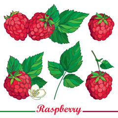 Vector composition with outline Raspberry or Rubus  red berry and green leaves isolated on white background. Drawing of raspberry fruit in contour style for summer and organic food design.