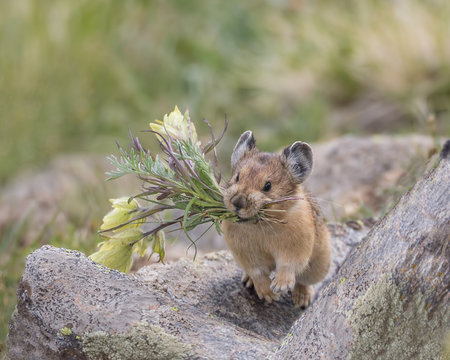 Pika Images – Browse 9,912 Stock Photos, Vectors, and Video | Adobe Stock Pika Images – Browse 9,912 Stock Photos, Vectors, and Video | Adobe Stock