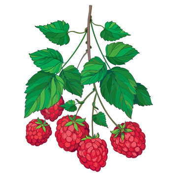 Vector bunch with outline Raspberry or Rubus with red berry and green leaves isolated on white background. Drawing of raspberry branch with fruit in contour style for summer and organic food design.
