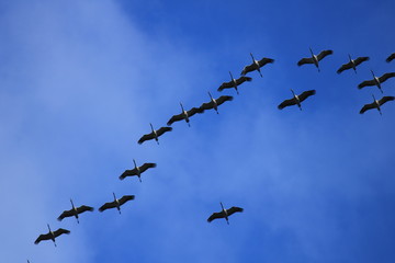 Kranichflug
