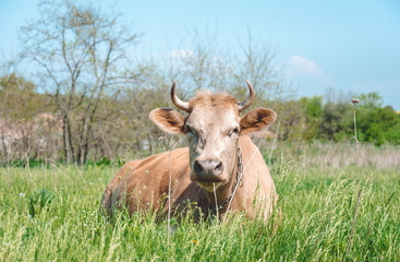 Naklejka na ściany i meble Country dairy farm. Cow on a green meadow