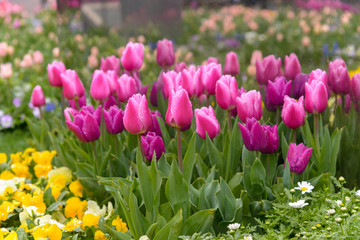 close up beautiful colorful tulips blooming in outdoor garden