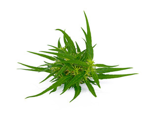 Big Leafy Cannabis Plant with Marijuana Buds