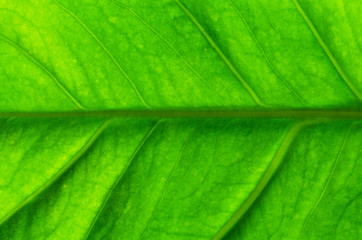 Plakat green leaf texture pattern. green nature background.