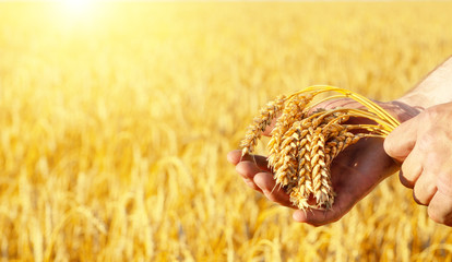 The wheat ears in farmer's hands close-up sunset time