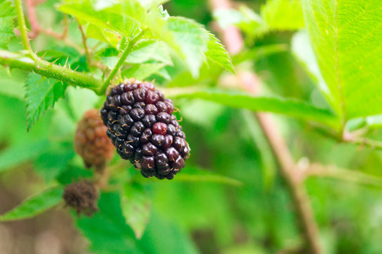 Blackberry in the summer garden
