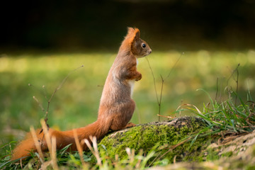 wilde Eichhörnchen sitzt auf wiese
