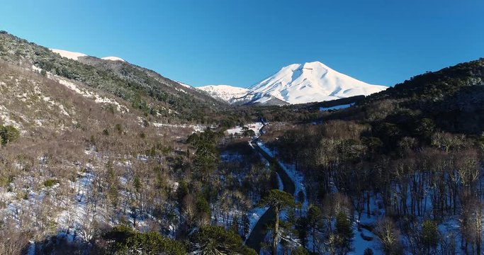 Corralco Chile Flyover Araucaria Araucana Monkey Puzzle Trees in the Snow Covered Andes Mountains Lonquimay Volcano