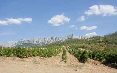 Fototapeta na wymiar Grape plantation with mountains in the background