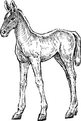 sketch of a newborn foal