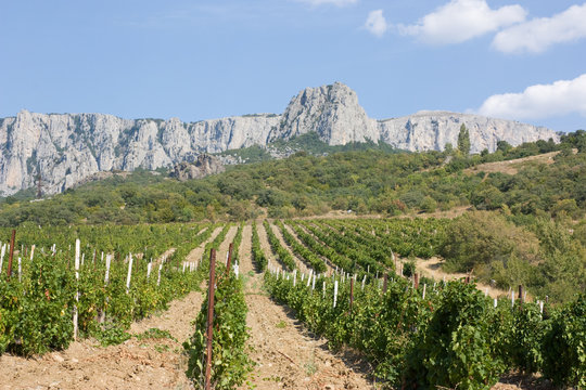 Grape plantation with mountains in the background