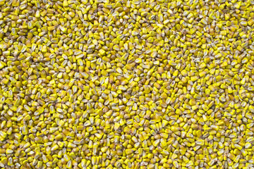 yellow corn seeds for a background texture