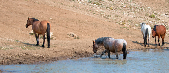 Red Roan stallion splashing in the water  with herd of wild horses in the Pryor Mountains Wild Horse Range in Montana United States
