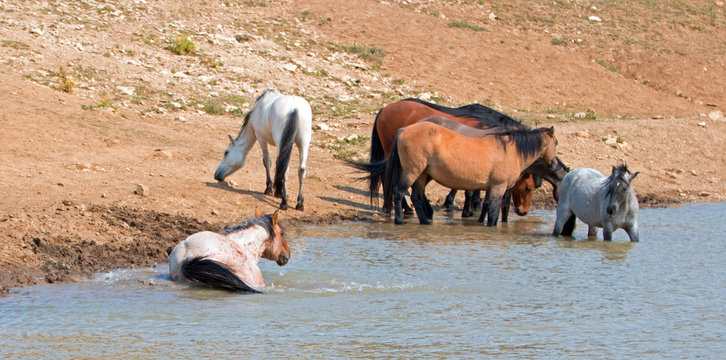 Red Roan stallion rolling in the water  with herd of wild horses in the Pryor Mountains Wild Horse Range in Montana United States