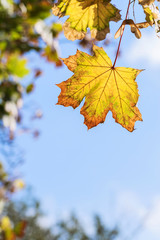 Yellow leaf on blue background in autumn season
