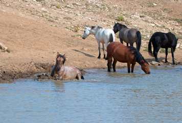 Red Roan stallion rolling in the water  with herd of wild horses in the Pryor Mountains Wild Horse...