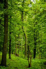 Fototapeta premium forest