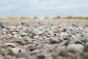 Macro pebbles in grape vinyard