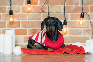 portrait beautiful dog dachshund, black and tan, in a red Christmas hat and a sweater on a brick wall background decorated with festive candles and lapms