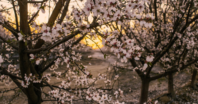Golden Hour Orchard at sunset