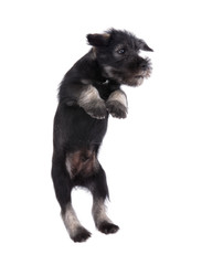 Mittelschnauzer puppy jumping  isolated on white background