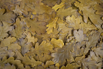 Obraz premium autumn oak leaves texture