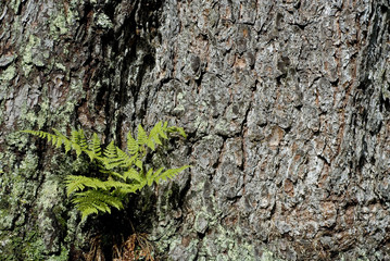 Background: Trunk of a large fir in the forest, a fern plant grows in the center of bark, part of the remaining trunk is covered by green lichens, Trentino, South Tyrol, late summer, Dolomites, Italy
